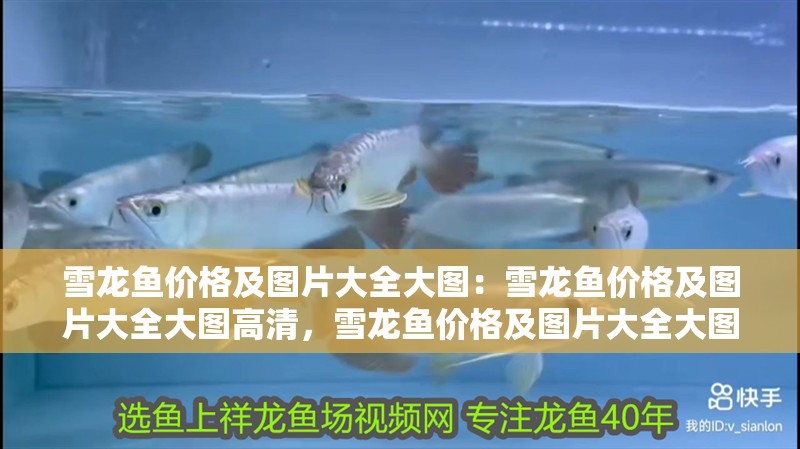 雪龍魚價格及圖片大全大圖：雪龍魚價格及圖片大全大圖高清，雪龍魚價格及圖片大全大圖，高清觀賞指南