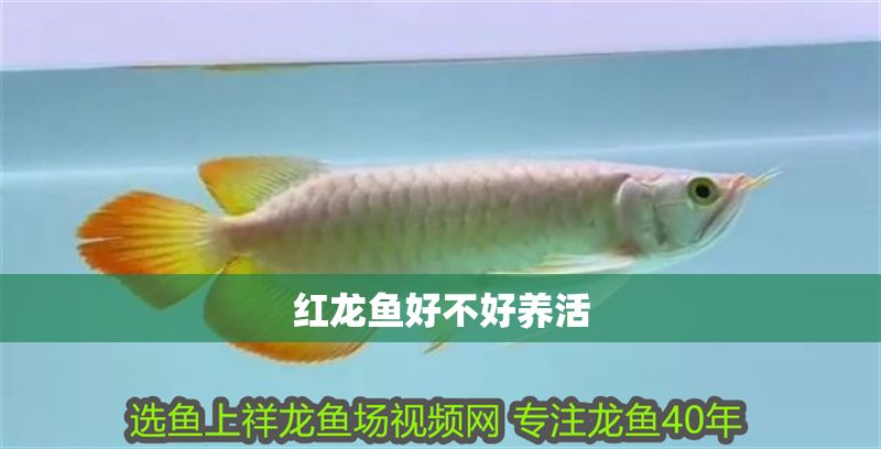 紅龍魚好不好養(yǎng)活