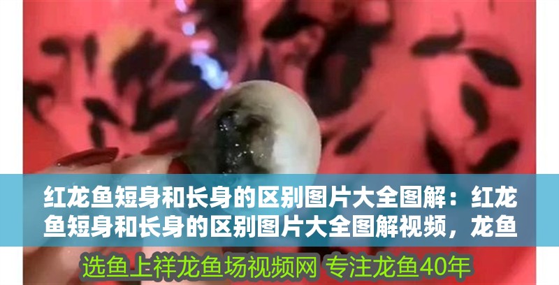 紅龍魚短身和長身的區別圖片大全圖解：紅龍魚短身和長身的區別圖片大全圖解視頻，龍魚短身與長身的視覺
