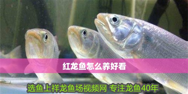 紅龍魚怎么養好看