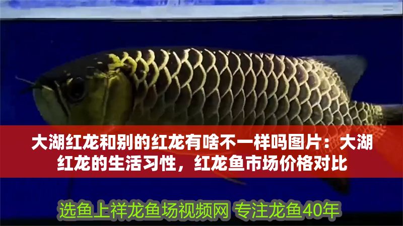 大湖紅龍和別的紅龍有啥不一樣嗎圖片：大湖紅龍的生活習(xí)性，紅龍魚(yú)市場(chǎng)價(jià)格對(duì)比