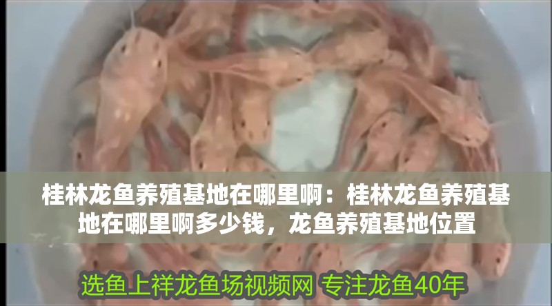 桂林龍魚養殖基地在哪里啊：桂林龍魚養殖基地在哪里啊多少錢，龍魚養殖基地位置