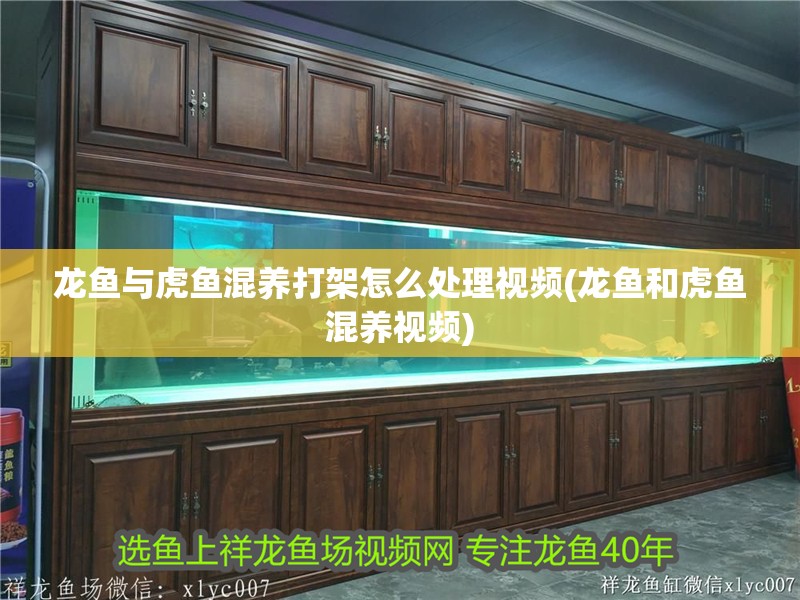 龍魚與虎魚混養打架怎么處理視頻(龍魚和虎魚混養視頻)
