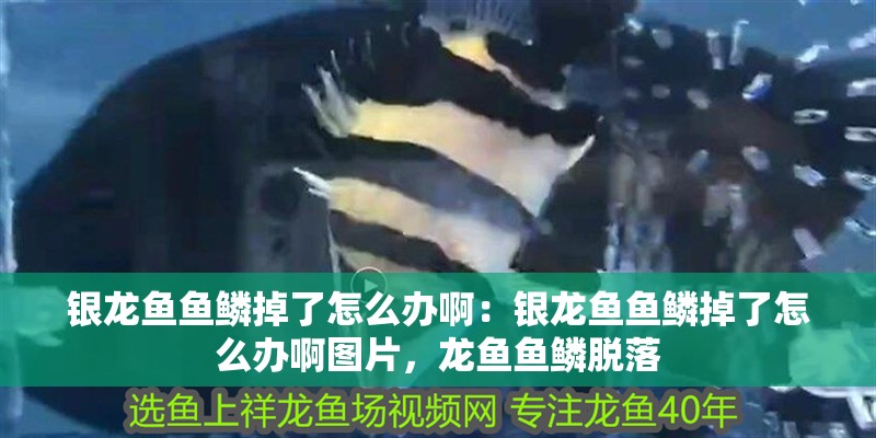 銀龍魚魚鱗掉了怎么辦啊：銀龍魚魚鱗掉了怎么辦啊圖片，龍魚魚鱗脫落