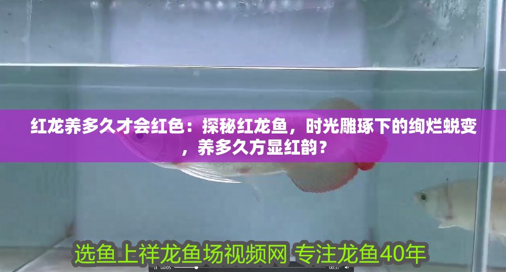 紅龍養(yǎng)多久才會(huì)紅色：探秘紅龍魚(yú)，時(shí)光雕琢下的絢爛蛻變，養(yǎng)多久方顯紅韻？