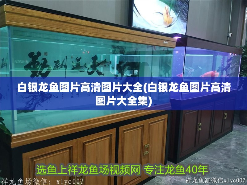 白銀龍魚圖片高清圖片大全(白銀龍魚圖片高清圖片大全集)
