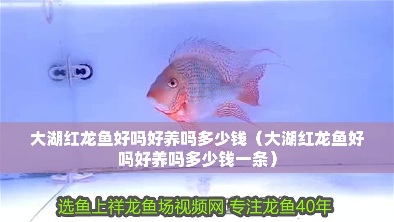 大湖紅龍魚好嗎好養嗎多少錢（大湖紅龍魚好嗎好養嗎多少錢一條）