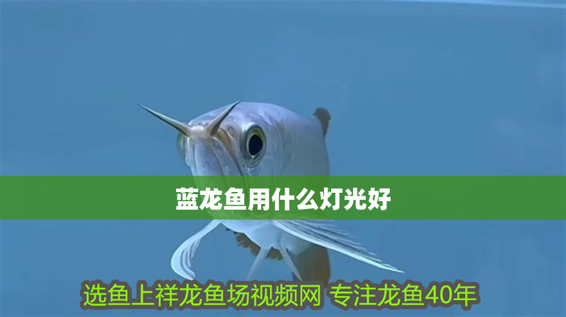 藍龍魚用什么燈光好