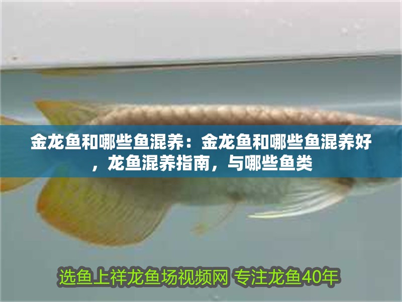 金龍魚和哪些魚混養(yǎng)：金龍魚和哪些魚混養(yǎng)好，龍魚混養(yǎng)指南，與哪些魚類