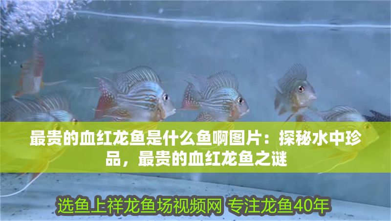 最貴的血紅龍魚是什么魚啊圖片：探秘水中珍品，最貴的血紅龍魚之謎