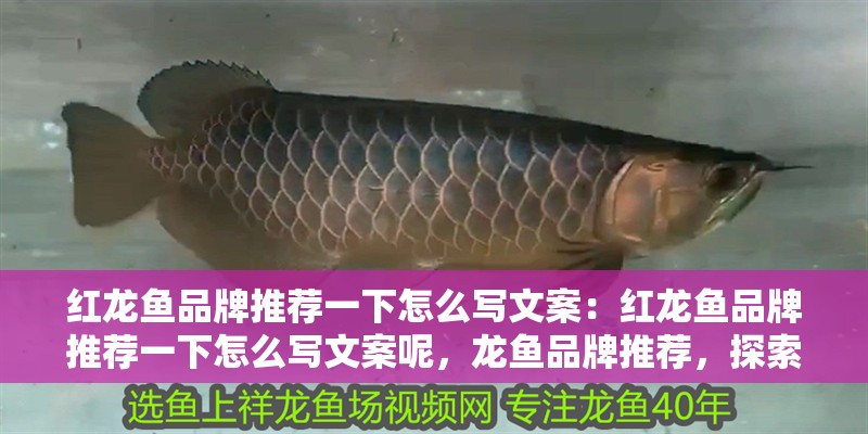 紅龍魚品牌推薦一下怎么寫文案：紅龍魚品牌推薦一下怎么寫文案呢，龍魚品牌推薦，探索自然的奧秘，享受生活
