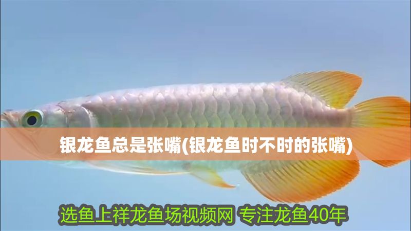 銀龍魚總是張嘴(銀龍魚時不時的張嘴)