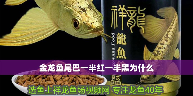 金龍魚尾巴一半紅一半黑為什么
