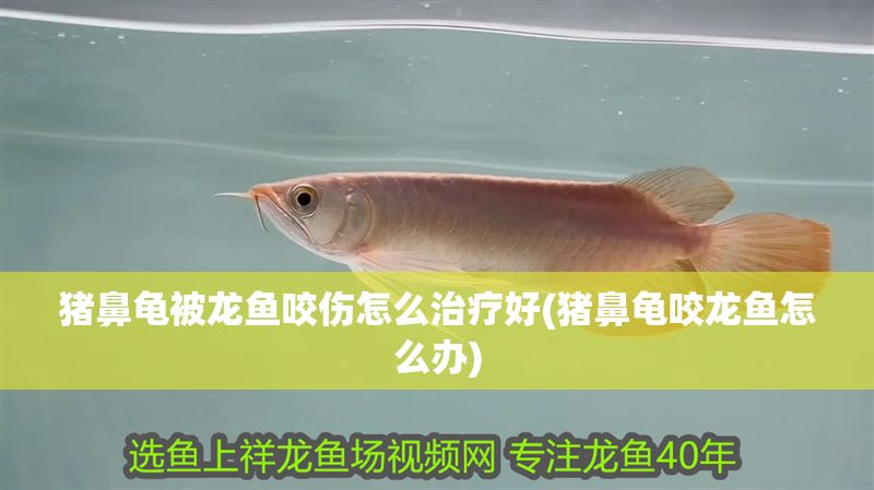 豬鼻龜被龍魚咬傷怎么治療好(豬鼻龜咬龍魚怎么辦) 豬鼻龜被龍魚咬傷怎么治療好(豬鼻龜咬龍魚怎么辦) 豬鼻龜百科 第1張