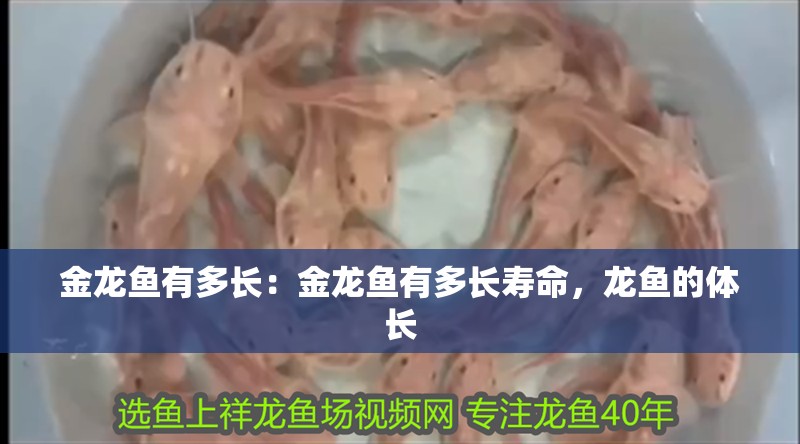 金龍魚有多長：金龍魚有多長壽命，龍魚的體長