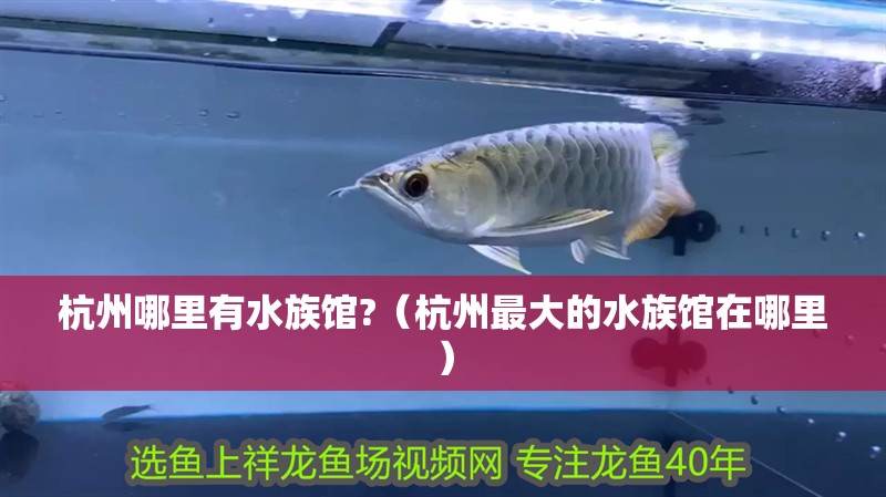 杭州哪里有水族館?（杭州最大的水族館在哪里）