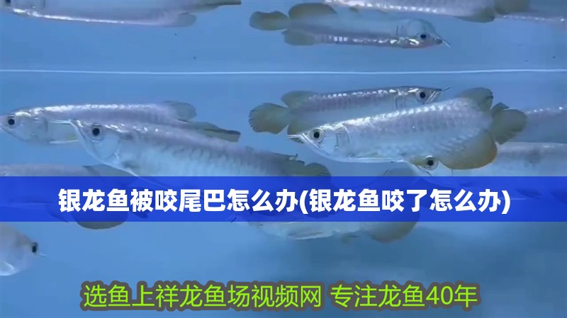 銀龍魚被咬尾巴怎么辦(銀龍魚咬了怎么辦)