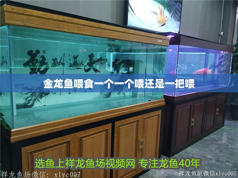 金龍魚喂食一個一個喂還是一把喂