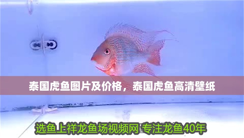 泰國虎魚圖片及價格，泰國虎魚高清壁紙