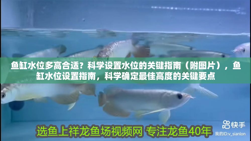 魚缸水位多高合適？科學設置水位的關鍵指南（附圖片），魚缸水位設置指南，科學確定最佳高度的關鍵要點