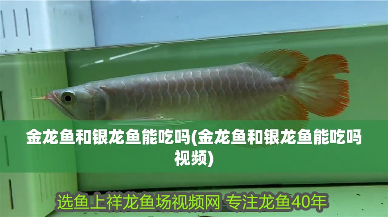 金龍魚和銀龍魚能吃嗎(金龍魚和銀龍魚能吃嗎視頻)