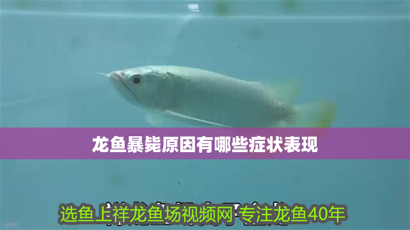 龍魚暴斃原因有哪些癥狀表現