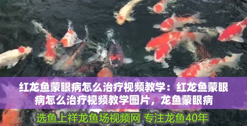 紅龍魚蒙眼病怎么治療視頻教學(xué)：紅龍魚蒙眼病怎么治療視頻教學(xué)圖片，龍魚蒙眼病