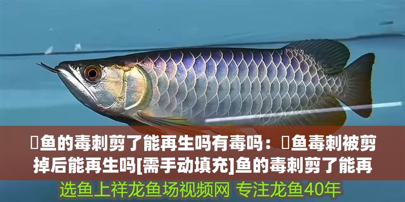 魟魚的毒刺剪了能再生嗎有毒嗎：魟魚毒刺被剪掉后能再生嗎[需手動(dòng)填充]魚的毒刺剪了能再生嗎