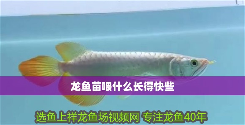 龍魚苗喂什么長(zhǎng)得快些