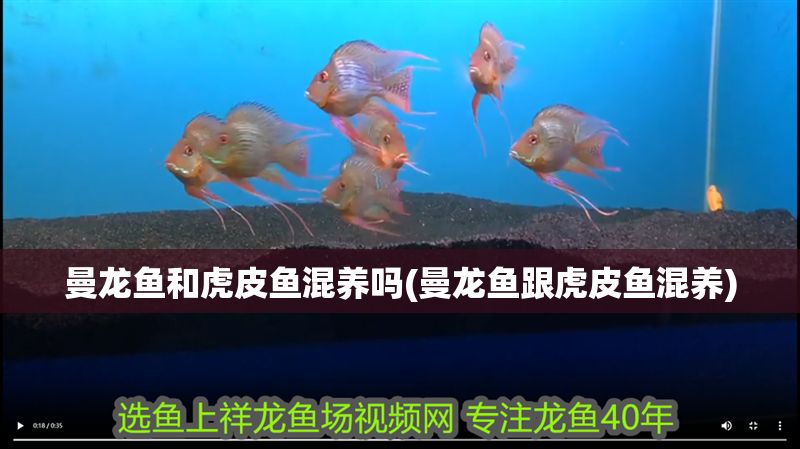 曼龍魚和虎皮魚混養嗎(曼龍魚跟虎皮魚混養)