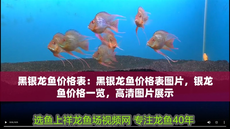 黑銀龍魚價格表：黑銀龍魚價格表圖片，銀龍魚價格一覽，高清圖片展示