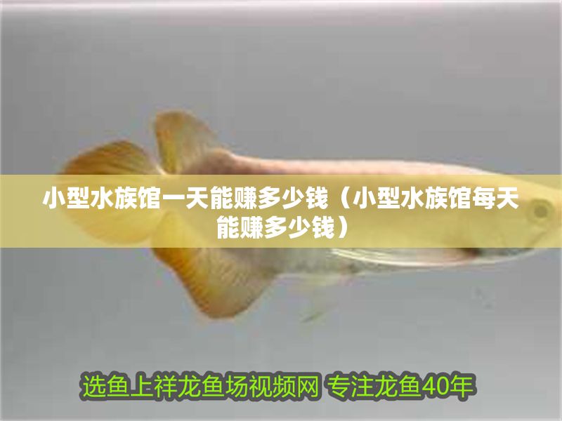 小型水族館一天能賺多少錢（小型水族館每天能賺多少錢）