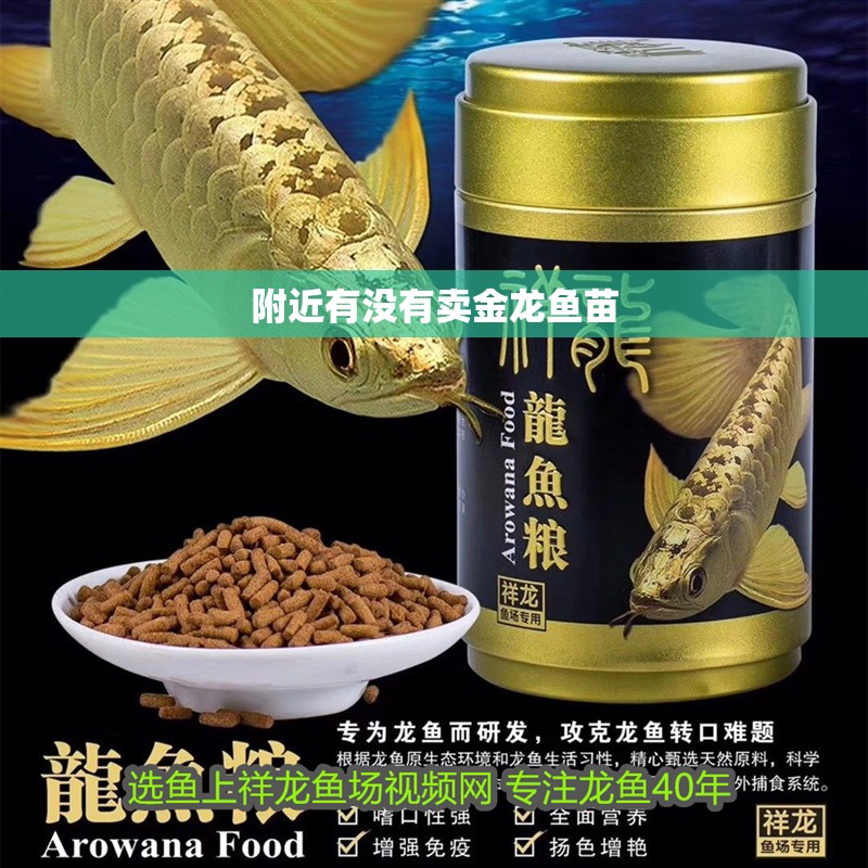 附近有沒有賣金龍魚苗