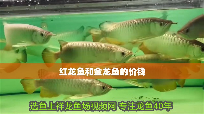 紅龍魚和金龍魚的價(jià)錢