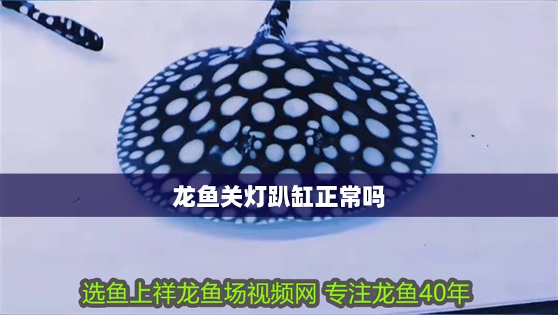 龍魚關燈趴缸正常嗎