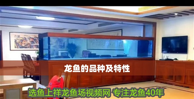 龍魚的品種及特性