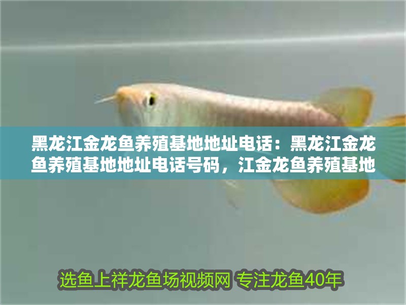 黑龍江金龍魚養殖基地地址電話:黑龍江金龍魚養殖基地地址電話號碼,江金龍魚養殖基地 水族問答 黑龍江金龍魚養殖基地地址電話:黑龍江金龍魚養殖基地地址電話號碼,江金龍魚養殖基地 黑龍江金龍魚養殖基地地址電話:黑龍江金龍魚養殖基地地址電話號碼,江金龍魚養殖基地 水族問答