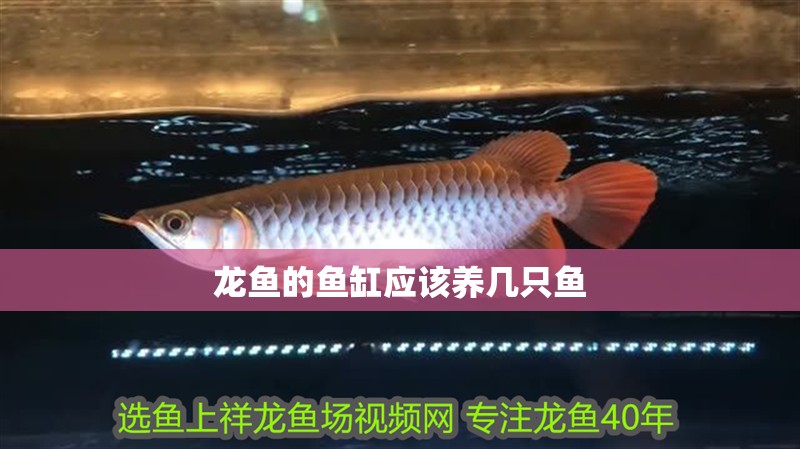 龍魚的魚缸應該養幾只魚