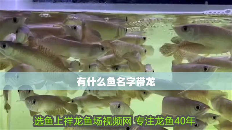 有什么魚名字帶龍