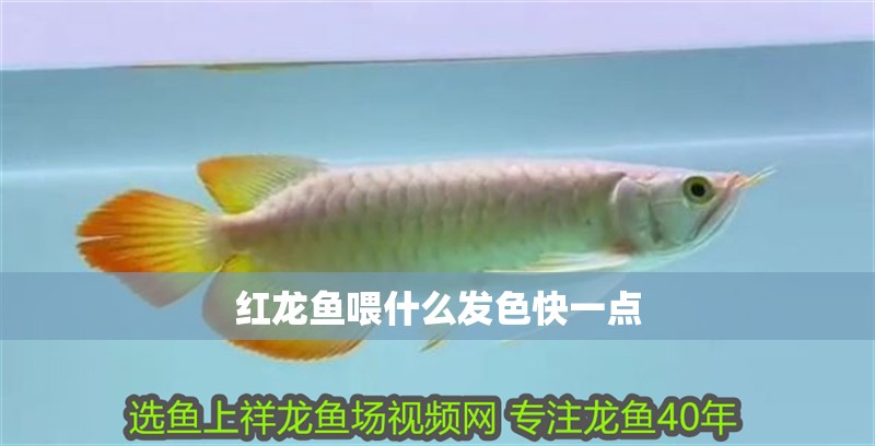 紅龍魚喂什么發色快一點