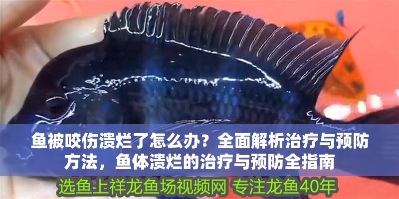魚被咬傷潰爛了怎么辦？全面解析治療與預防方法，魚體潰爛的治療與預防全指南