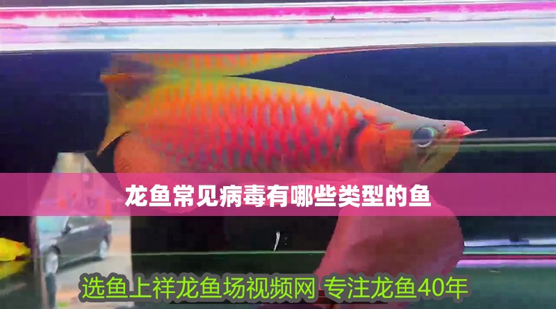 龍魚常見病毒有哪些類型的魚