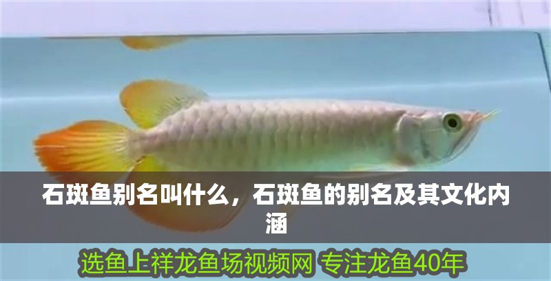石斑魚別名叫什么，石斑魚的別名及其文化內涵