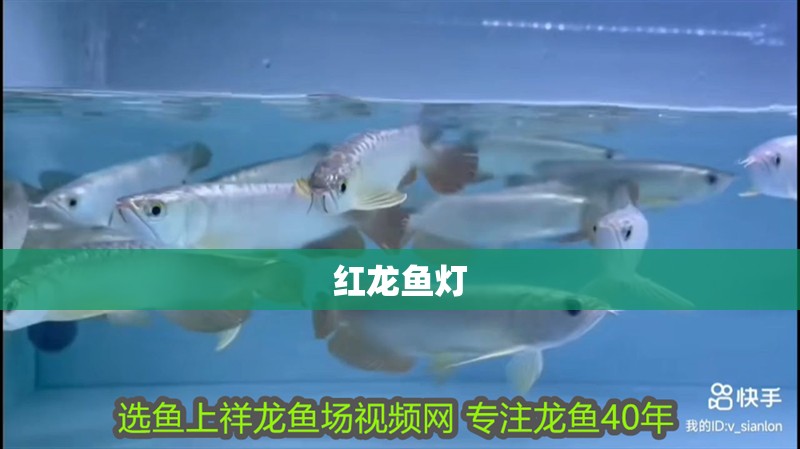 紅龍魚燈