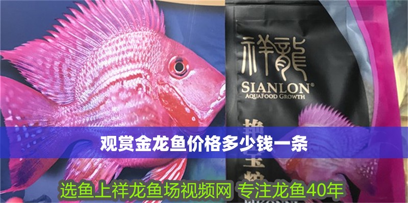 觀賞金龍魚價格多少錢一條