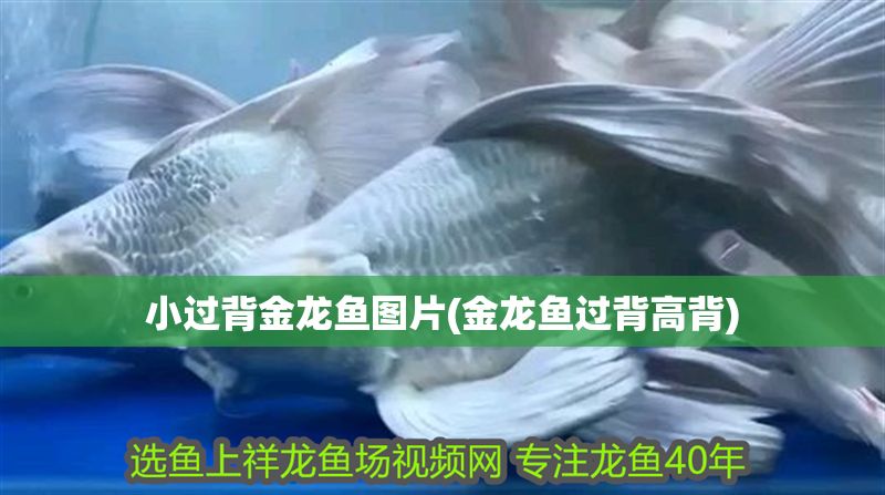 小過背金龍魚圖片(金龍魚過背高背)