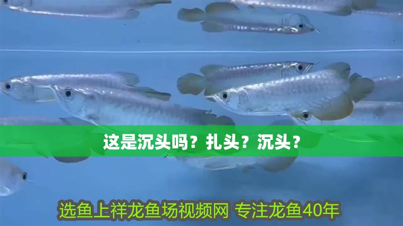 這是沉頭嗎？扎頭？沉頭？ 這是沉頭嗎？扎頭？沉頭？ 紅龍魚百科 第2張