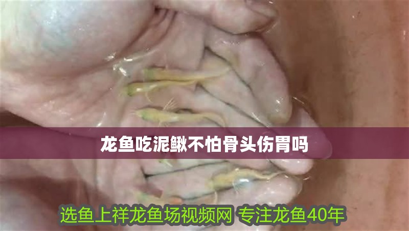 龍魚吃泥鰍不怕骨頭傷胃嗎