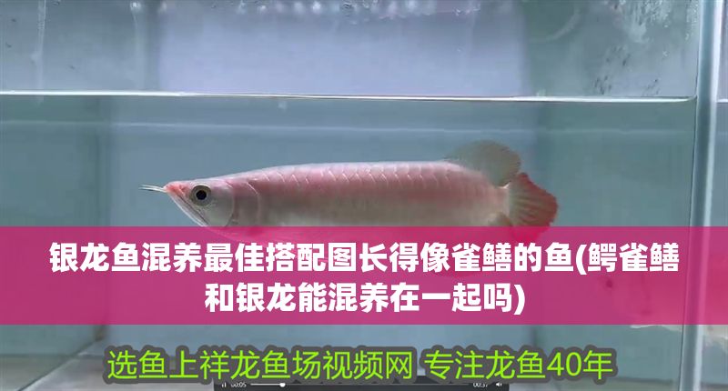 銀龍魚混養最佳搭配圖長得像雀鱔的魚(鱷雀鱔和銀龍能混養在一起嗎)