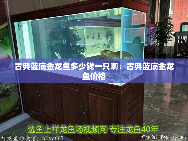 古典藍底金龍魚多少錢一只啊：古典藍底金龍魚價格